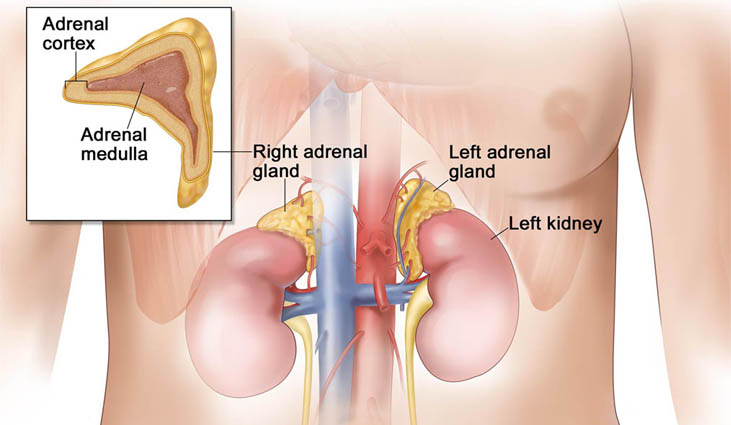 Adrenal Gland Disorders  | What are Adrenal Glands, Their Function, Disorders, Treatment in India