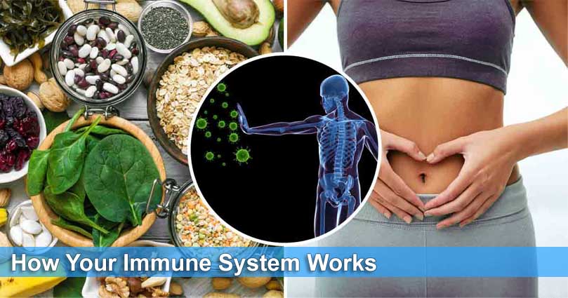 How Your Immune System Works
