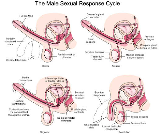 Sexual Response Cycle – Your Complete Guide