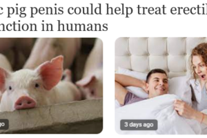 Bionic Pig Penis Raises Hopes for Erectile Dysfunction Cure